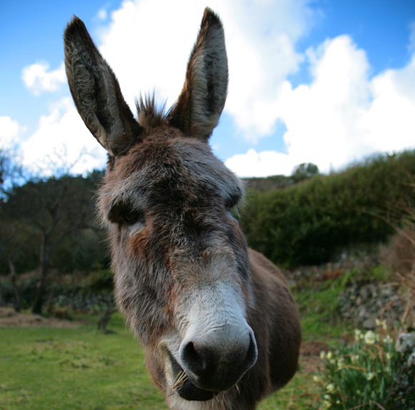 donkey images